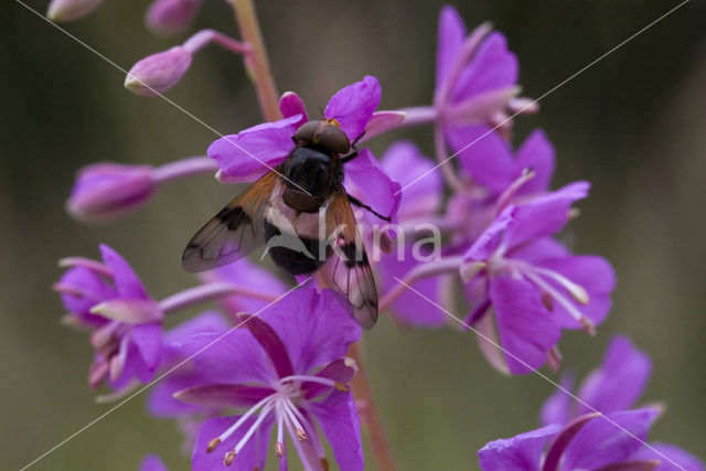 White-banded Drone Fly (Volucella pellucens)