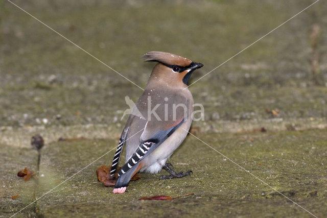 Japanse Pestvogel (Bombycilla japonica)