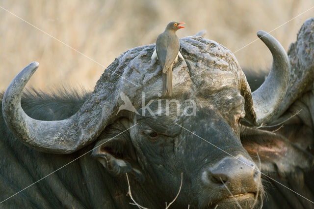 Kaapse buffel (Syncerus caffer)