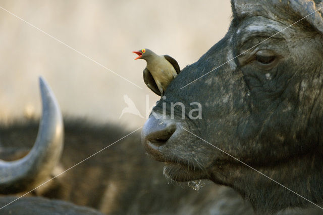 Kaapse buffel (Syncerus caffer)