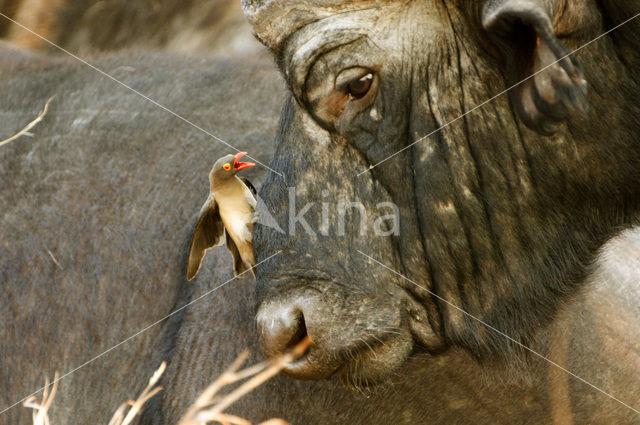 Kaapse buffel (Syncerus caffer)