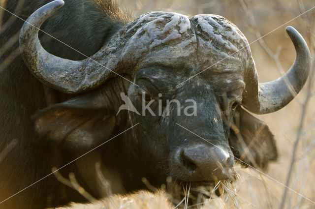 Cape buffalo (Syncerus caffer)