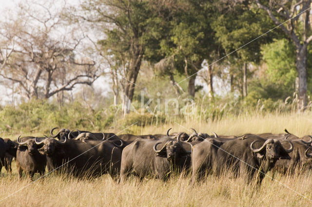 Savanna buffalo