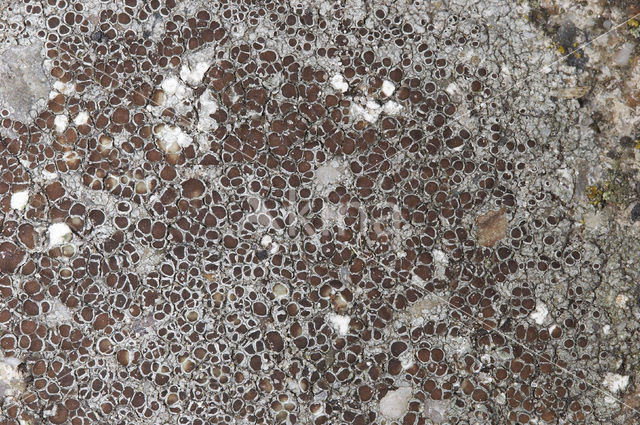 Kastanjebruine schotelkorst (Lecanora campestris)