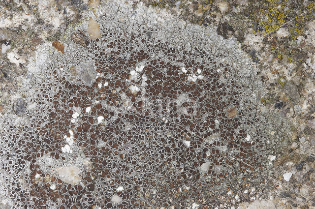 rim lichen (Lecanora campestris)