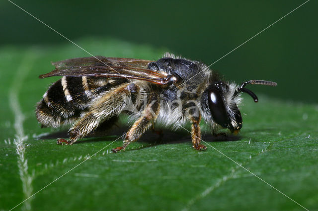 Kattenstaartdikpoot (Melitta nigricans)