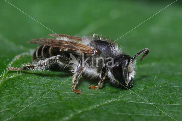 Kattenstaartdikpoot (Melitta nigricans)