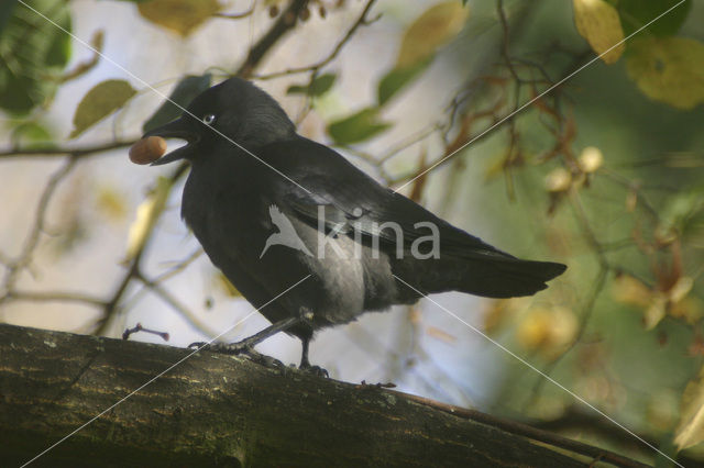 Eurasian Jackdaw (Corvus monedula)