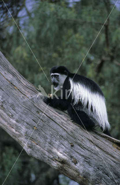 Kikuyu Black And White Colobus (Colobus guereza kikuyensis)