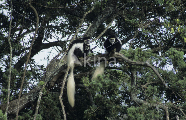 kikoejoe franjeaap (Colobus guereza kikuyensis)