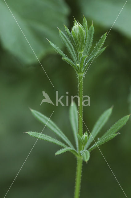 Kleefkruid (Galium aparine)