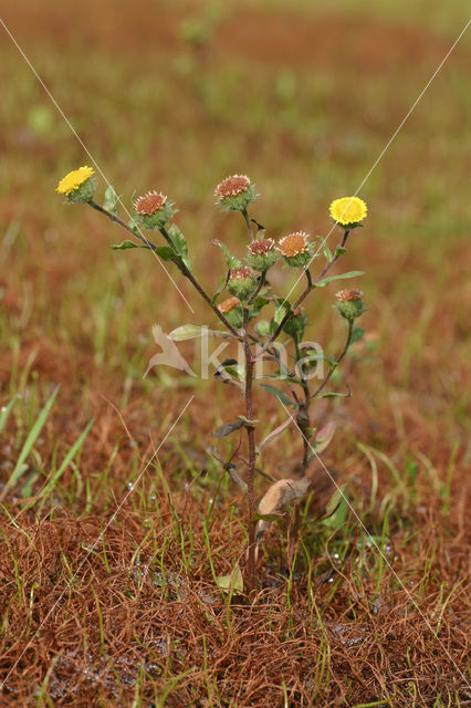 Klein vlooienkruid (Pulicaria vulgaris)