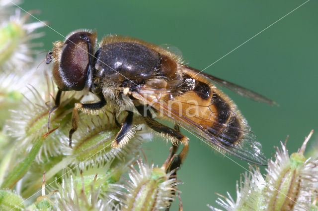 Eristalis arbustorum