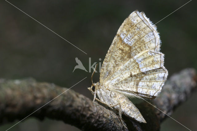 Kleine herculesspanner (Cepphis advenaria)