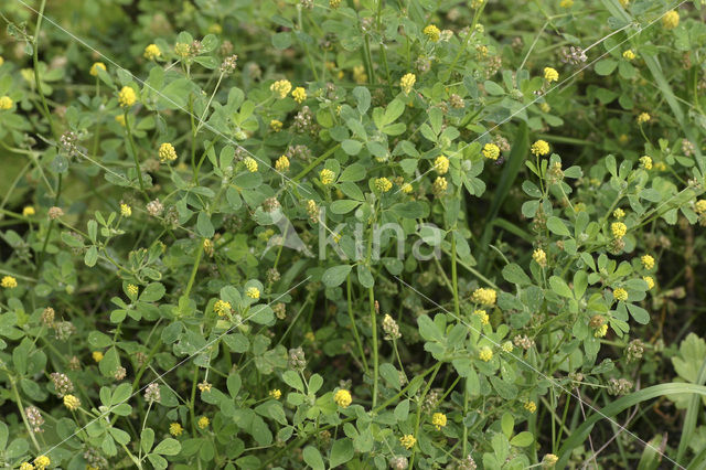 Lesser Trefoil (Trifolium dubium)