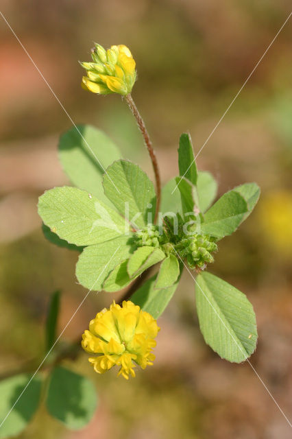 Lesser Trefoil (Trifolium dubium)