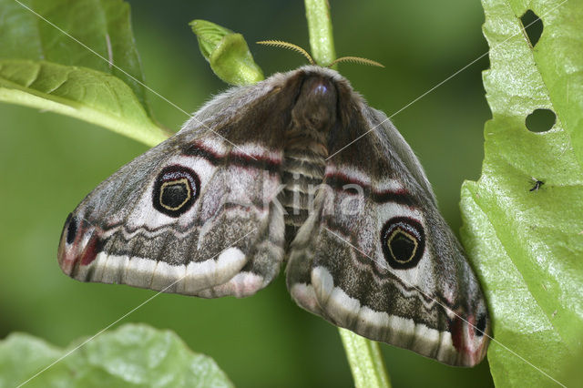 Emperor Moth (Saturnia pavonia)