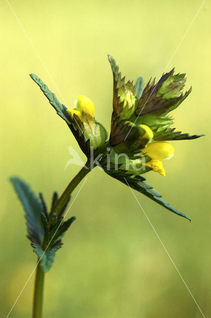 Yellow-rattle (Rhinanthus minor)