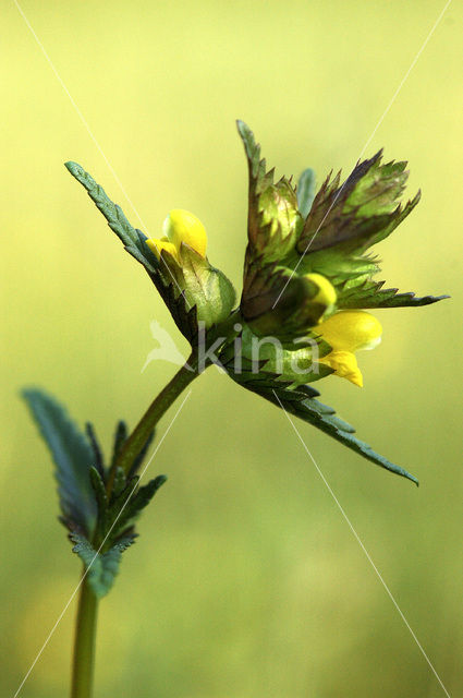 Kleine ratelaar (Rhinanthus minor)