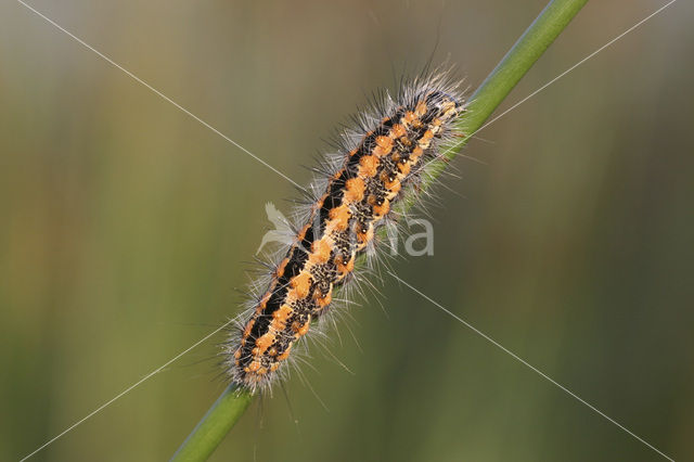 Kleine rietvink (Simyra albovenosa)