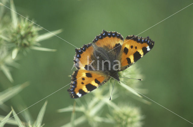 Small Tortoiseshell (Aglais urticae)