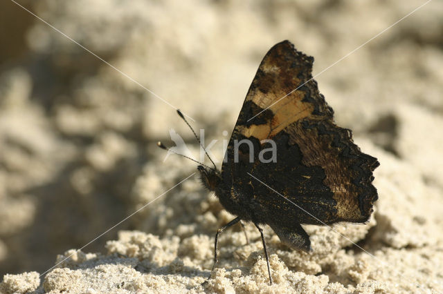 Kleine vos (Aglais urticae)