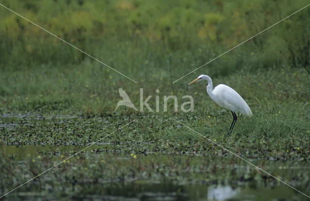 Little Egret (Egretta garzetta)