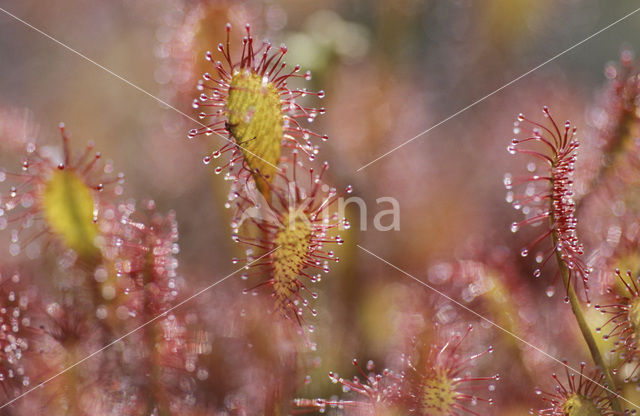 Kleine zonnedauw (Drosera intermedia)