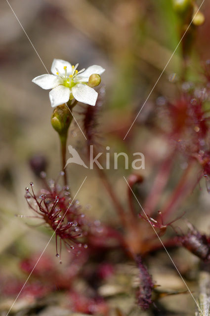 Kleine zonnedauw (Drosera intermedia)