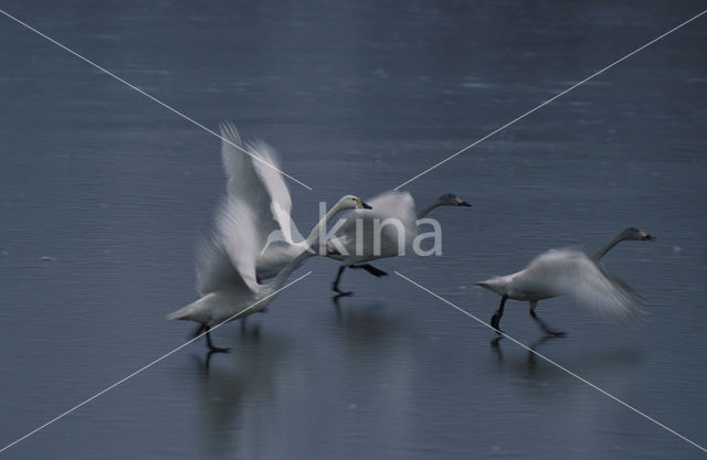 Bewick’s Swan (Cygnus bewickii)