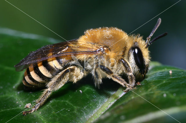 Colletes hederae