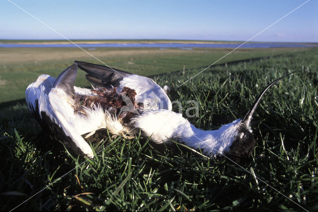 Pied Avocet (Recurvirostra avosetta)