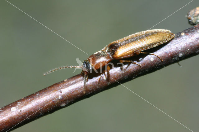 Bordered Skipjack (Dalopius marginatus)