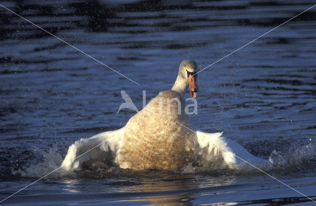 Knobbelzwaan (Cygnus olor)