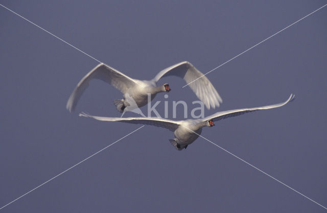 Knobbelzwaan (Cygnus olor)