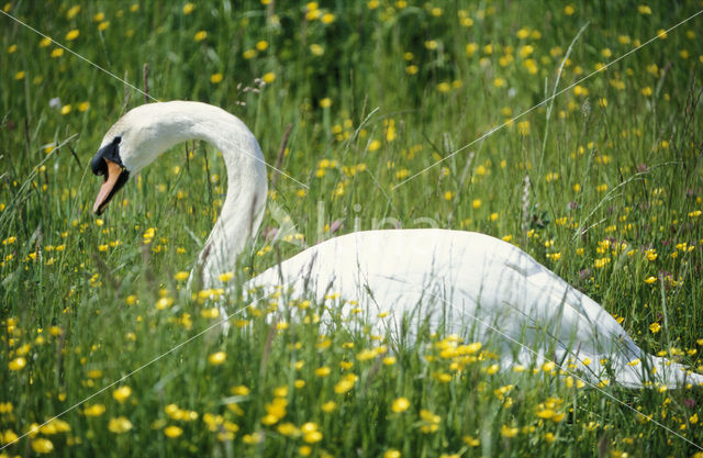 Knobbelzwaan (Cygnus olor)