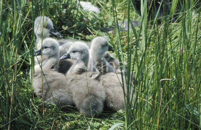 Knobbelzwaan (Cygnus olor)