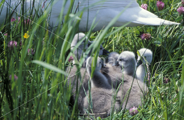 Mute Swan (Cygnus olor)