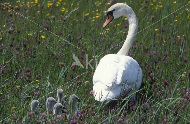 Knobbelzwaan (Cygnus olor)