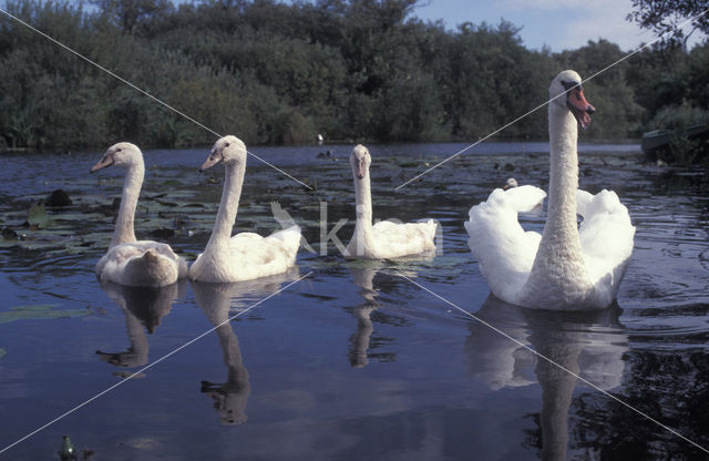 Knobbelzwaan (Cygnus olor)