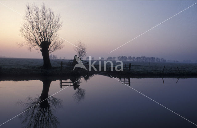 Knotwilg (Salix alba)