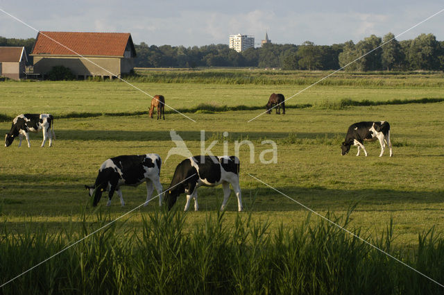 Cow (Bos domesticus)