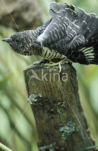 Koekoek (Cuculus canorus)