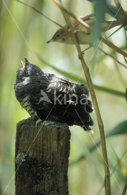 Common Cuckoo (Cuculus canorus)
