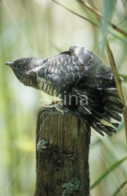 Common Cuckoo (Cuculus canorus)