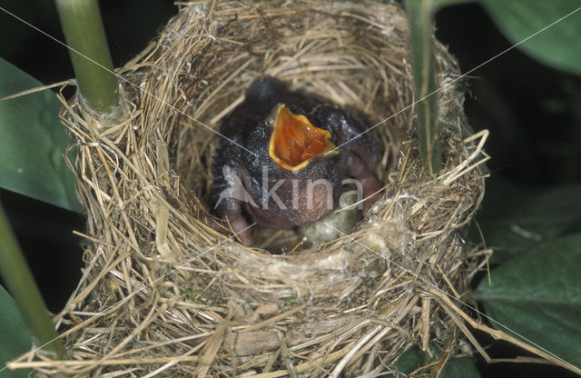 Common Cuckoo (Cuculus canorus)