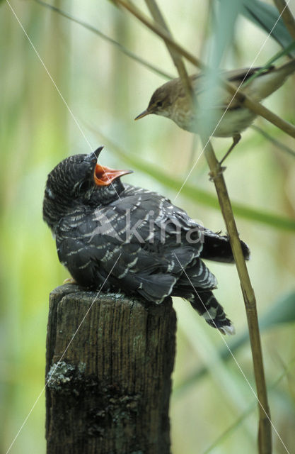 Common Cuckoo (Cuculus canorus)