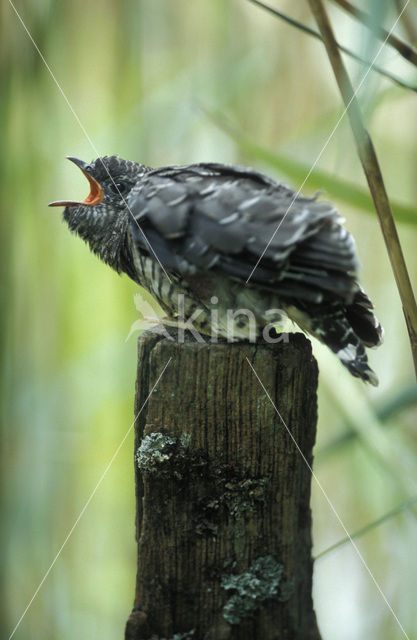 Common Cuckoo (Cuculus canorus)