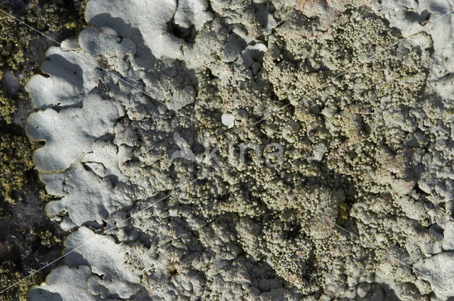 Kogelschildmos (Xanthoparmelia tinctina)