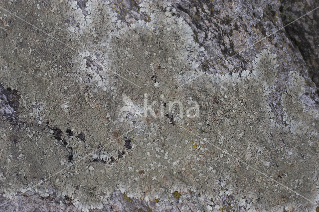 Xanthoparmelia tinctina